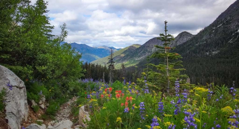 Wildflowers dot an alpine meadow. There are trees and mountains in the background.